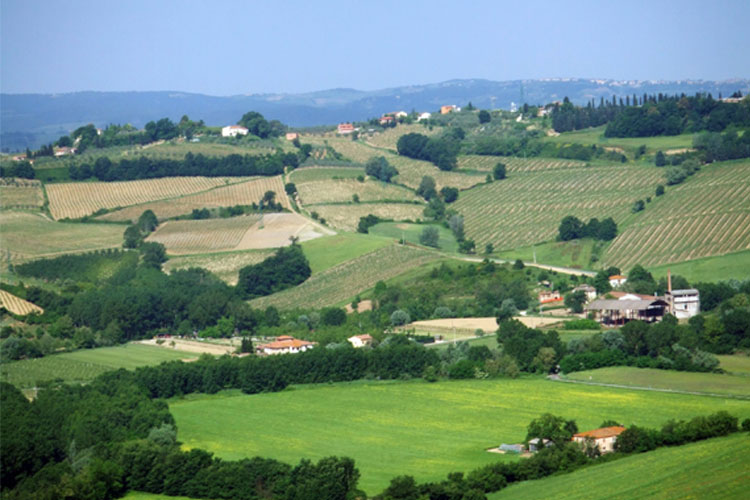 Le vigne delle fattorie marchesi torrigiani si estendono sulle pendici sud della val d'elsa, nel chianti.