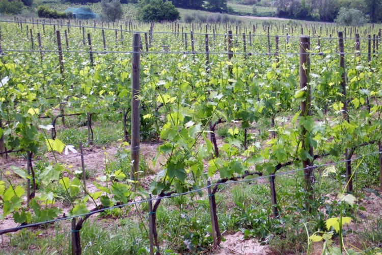 Tuscany and Chianti are two elected areas for the high-quality wine. Tuscany is also renowned for the good cooking, the holiday and the art 