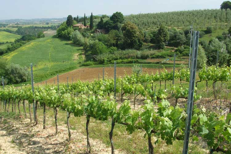 La toscana offre vigneti incantevoli e vino di alta qualit come le due etichette dei marchesi torrigiani.