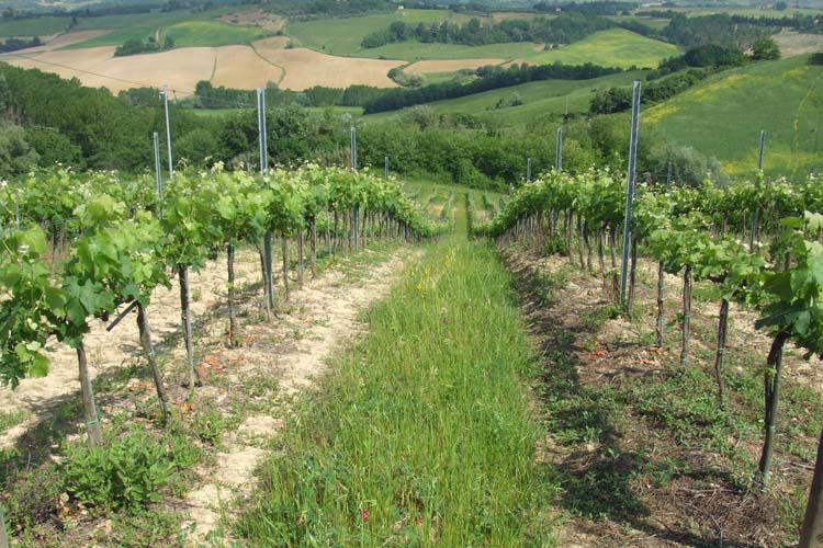 Guidaccio e torre di ciardo sono due vini igt che provengono dalle vigne delle fattorie marchesi torrigiani.